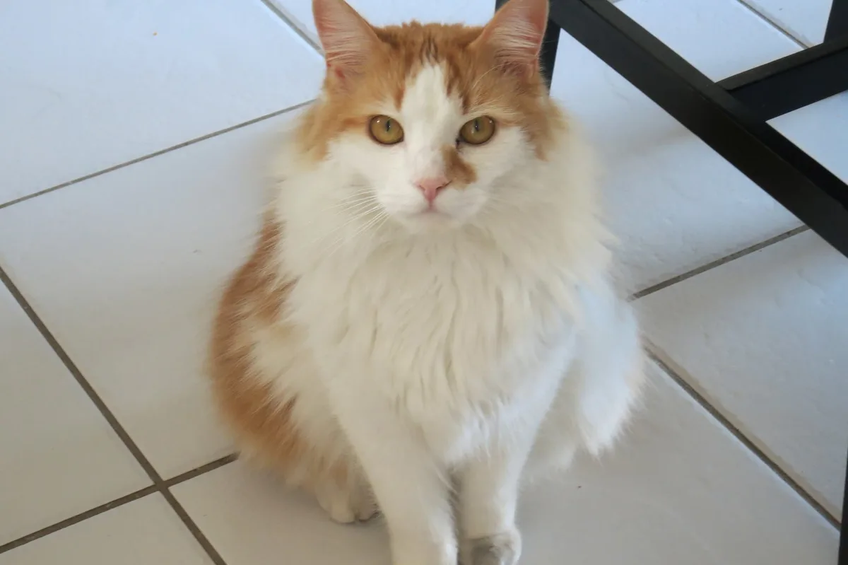 A fluffy orange and white cat sits on a white tiled floor, looking directly at the camera with a calm, slightly unimpressed…