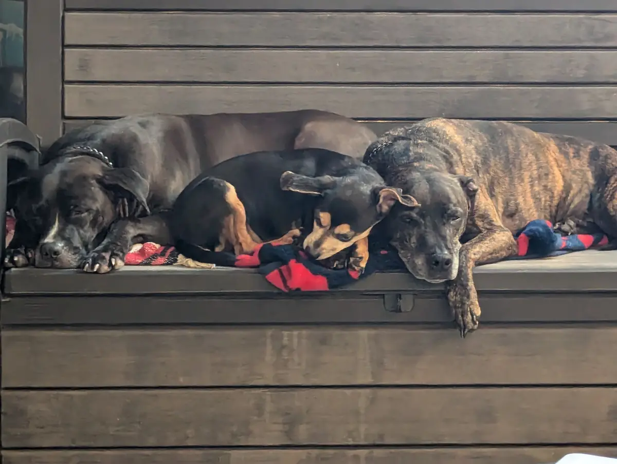Cerberus Enjoying a Peaceful Nap