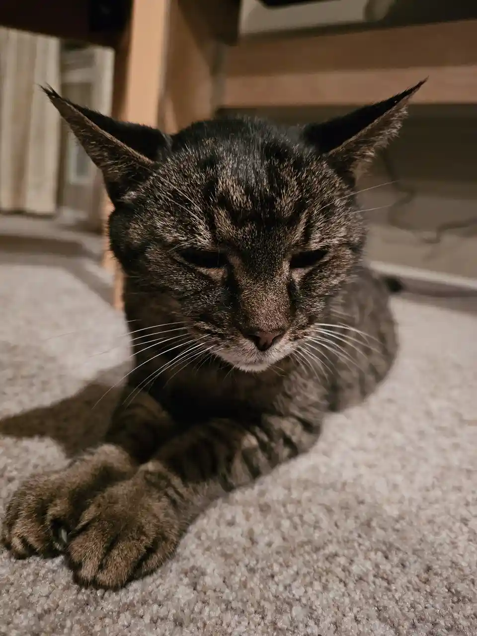 A close-up photo of a tabby cat lying on a carpet with its eyes half-closed and ears perked, looking tired or uninterested…