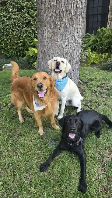 Three happy dogs—a golden retriever, a yellow lab, and a black lab—are posing together on green grass in front of a tree…