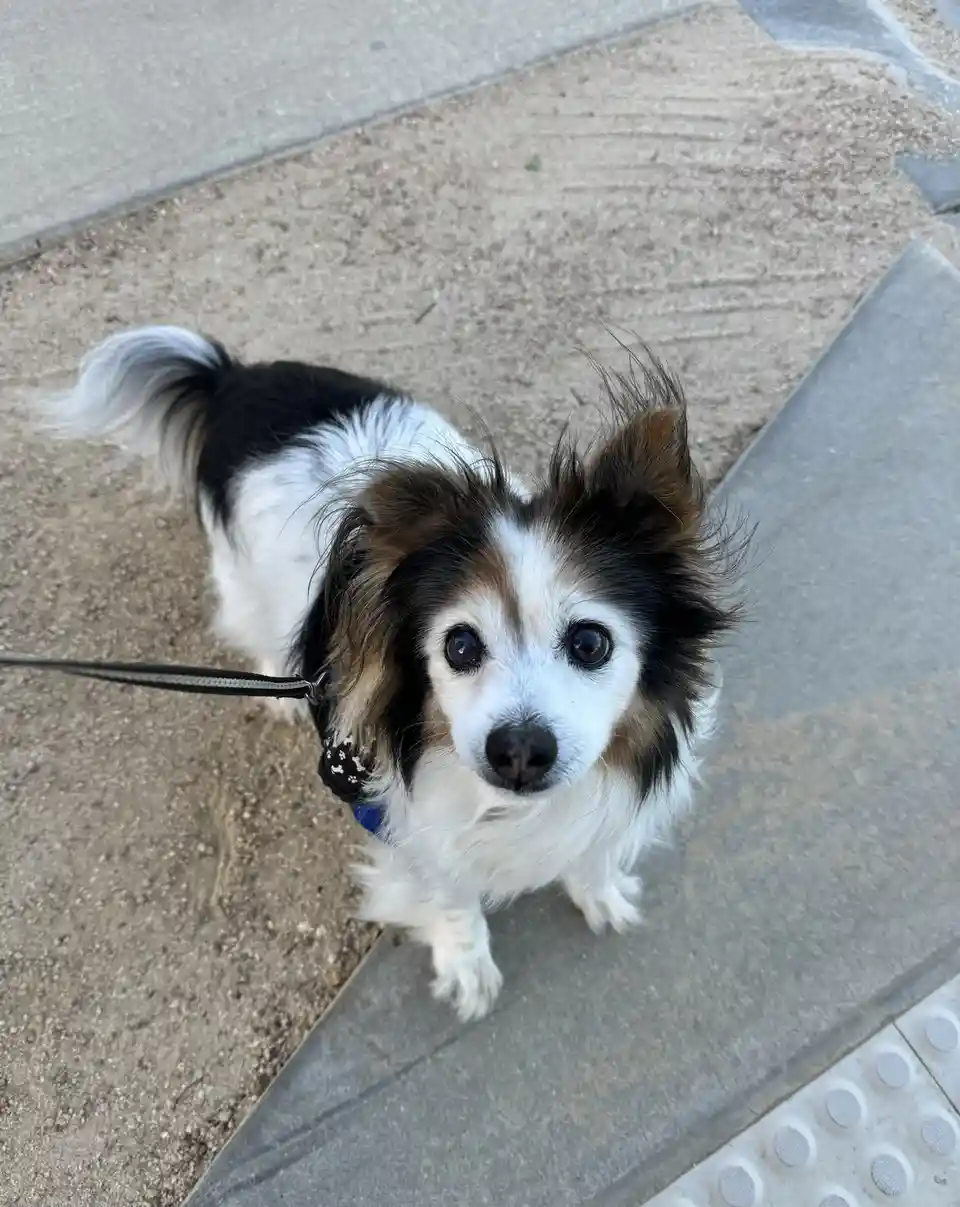A small black and white dog with fluffy fur and wide, expressive eyes looks up at the camera from a sidewalk, wearing a…