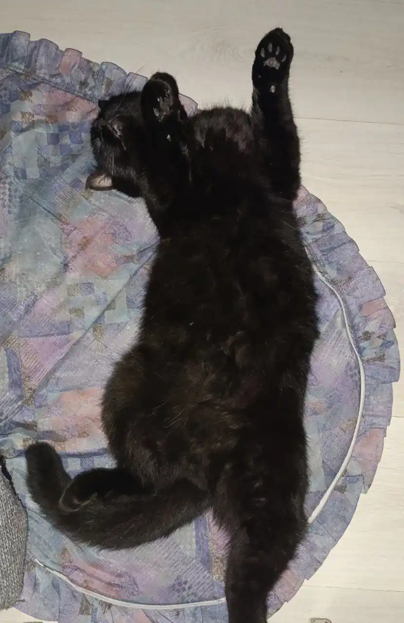 A black cat is lying on its back on a patterned, ruffled pet bed, with one paw raised in the air. The cat's eyes are closed…