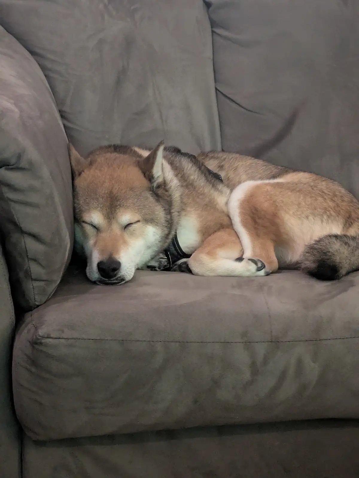A tan and white Shiba Inu dog is curled up and sleeping soundly on a gray couch, its eyes closed and head resting on the…
