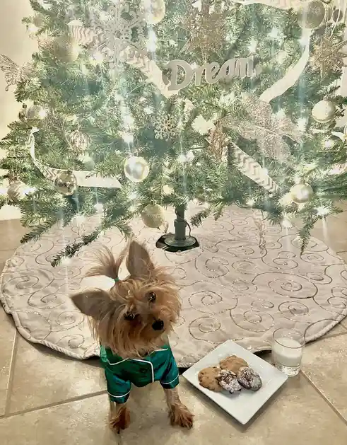 A small Yorkshire Terrier wearing green pajamas stands under a decorated Christmas tree with silver ornaments and lights…