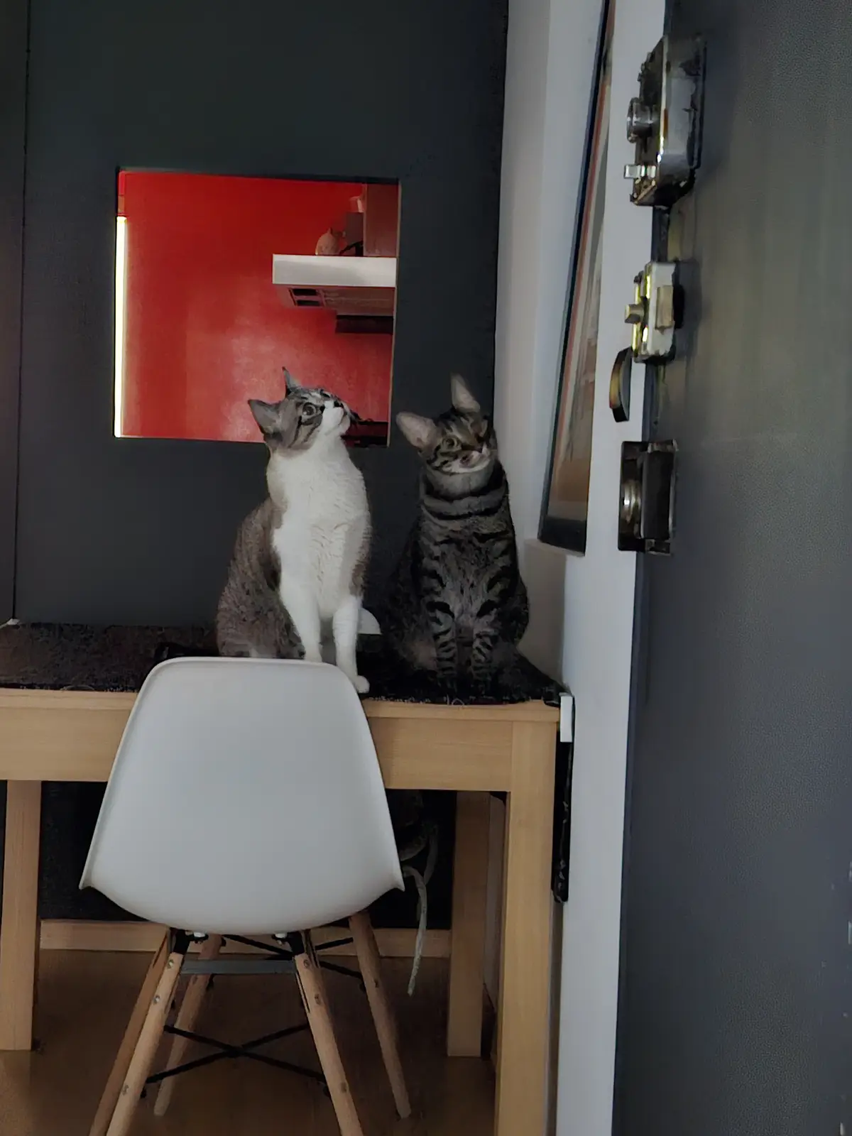 Two cats sit side-by-side on a wooden desk, both looking upward with wide, curious eyes. A white modern chair is in front of…