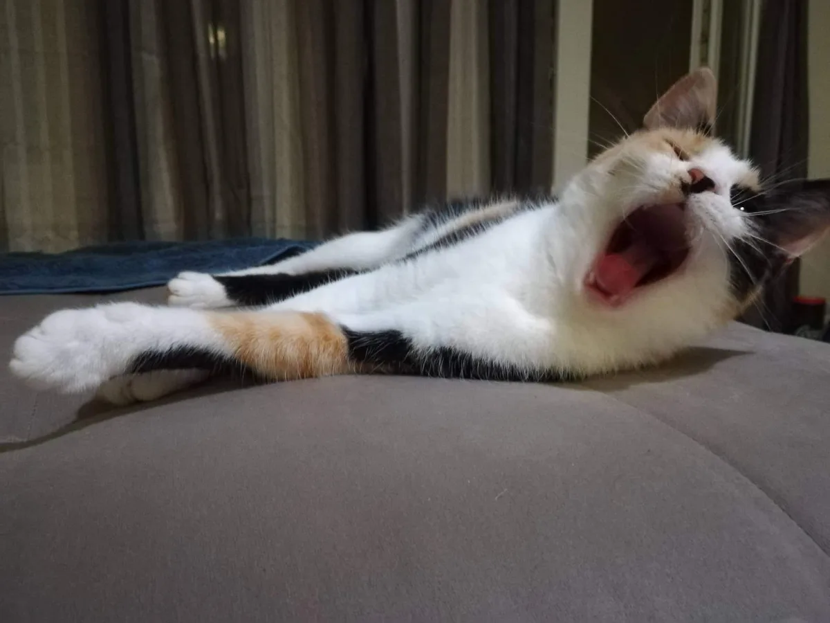 A calico cat with white, black, and orange fur is lying on its side on a gray couch, yawning widely with its mouth open and…