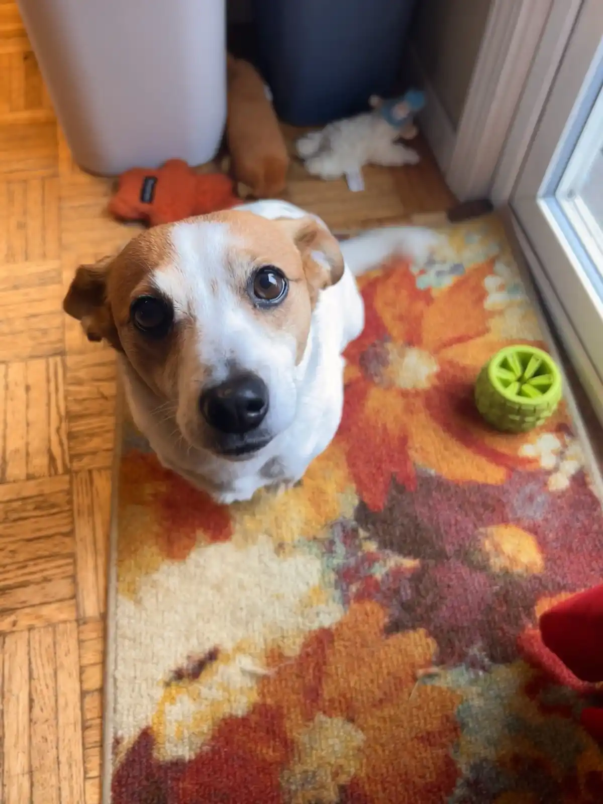 A small brown and white dog with large, pleading eyes looks up at the camera from a colorful rug on a wooden floor…