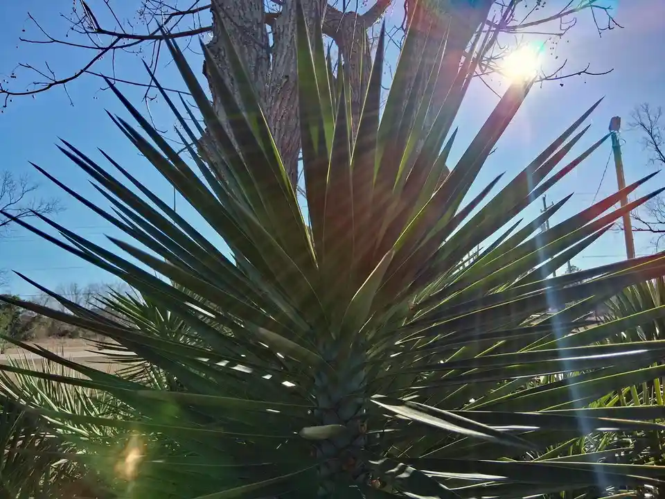 A close-up photo shows a spiky yucca plant with long, pointed green leaves radiating outward, silhouetted against a bright…