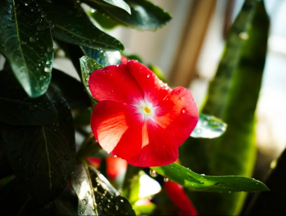 A close-up photograph of a vibrant red flower with water droplets on its petals and surrounding green leaves, illuminated by…