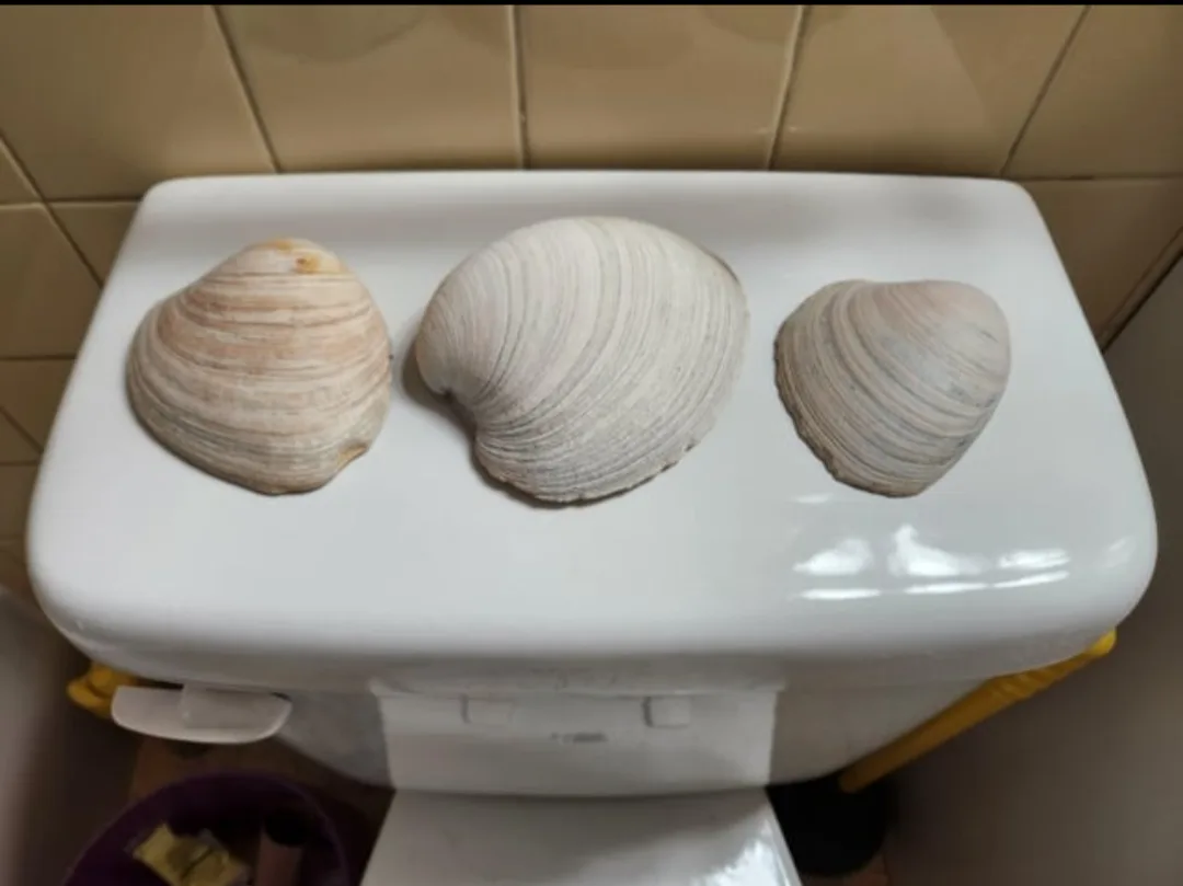 Three large, striped clams are arranged side-by-side on the lid of a white toilet tank, set against beige tiled walls. The…