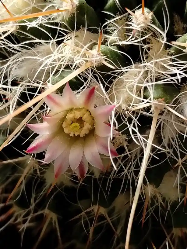 A close-up photo of a cactus with a delicate pink and white flower blooming from its center, surrounded by dense white…