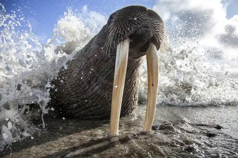 A Walrus Enjoying a Peaceful Nap on the Beach