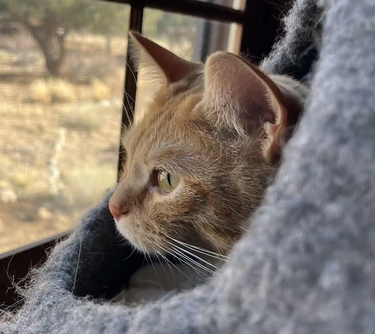 A close-up of a ginger tabby cat with green eyes, nestled in a fluffy gray blanket next to a window with a screen, looking…