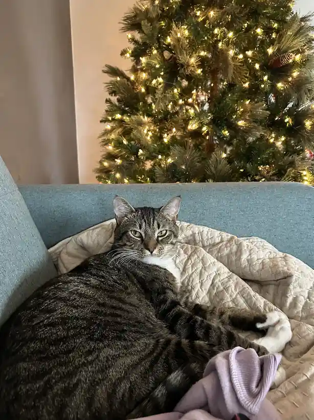 A tabby cat with green eyes lies curled up on a light blue couch, resting on a beige quilted blanket. Behind the cat, a…