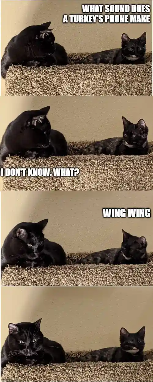 Four-panel image of two black cats on a carpeted cat tree. The first cat asks what sound a turkey's phone makes. The second…