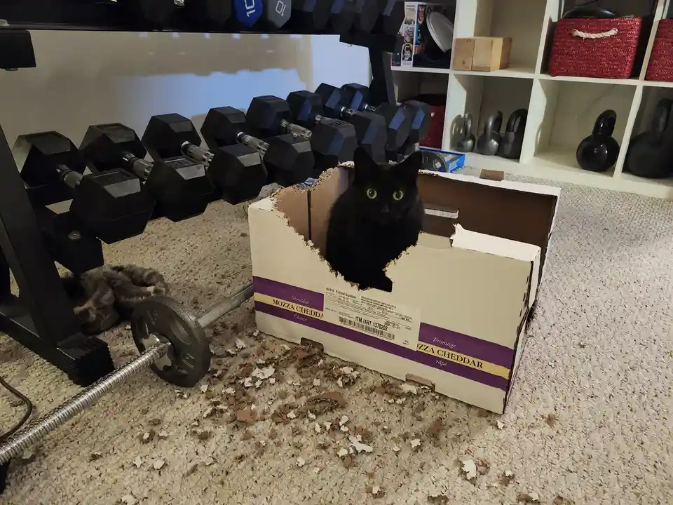 A black cat with wide yellow eyes peers out from a torn-open cardboard box labeled 'Shredded Mozza Cheddar Cheese' in a home…