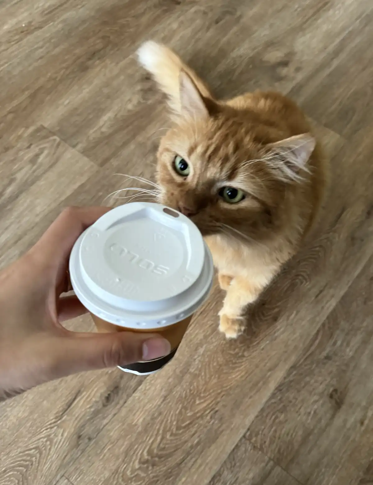 A person holds a white-lidded coffee cup toward an orange tabby cat sitting on a wooden floor, the cat stares intently at…