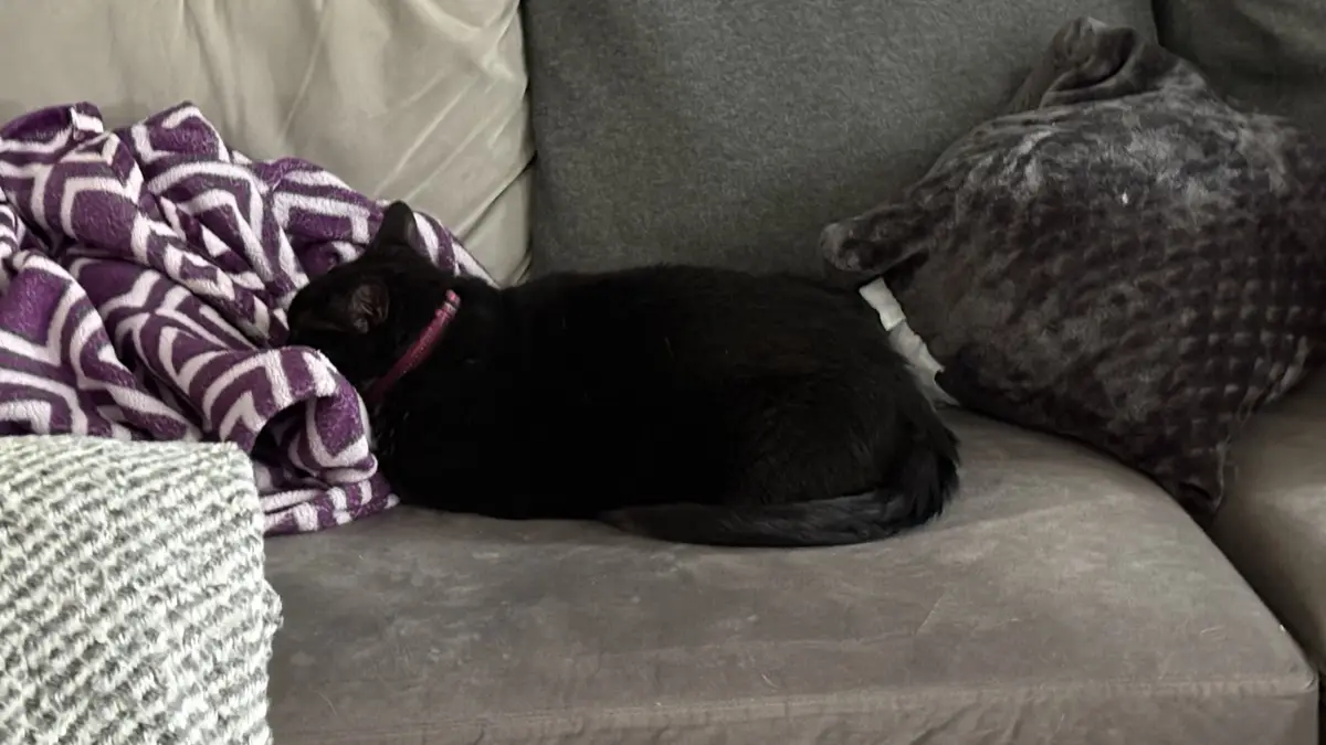 A black cat with a pink collar is curled up sleeping on a gray couch next to a purple and white patterned blanket and a gray…