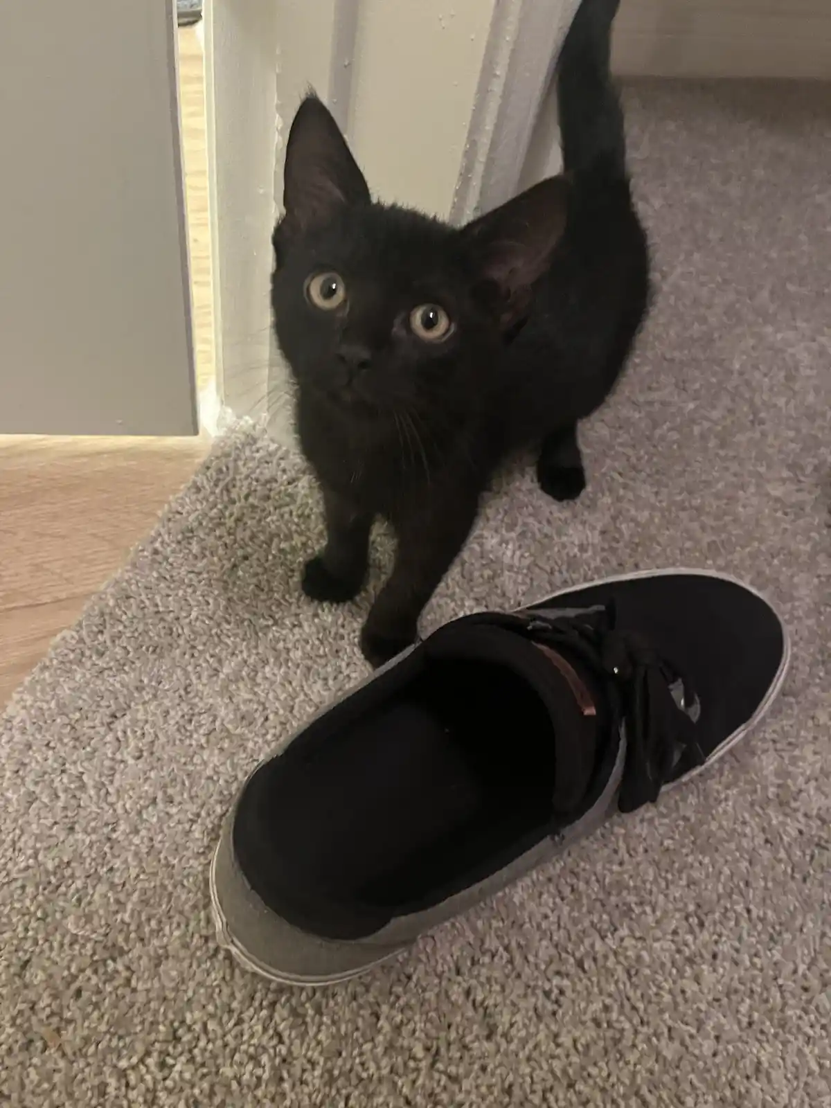 Meet Elmer, the star of the show.