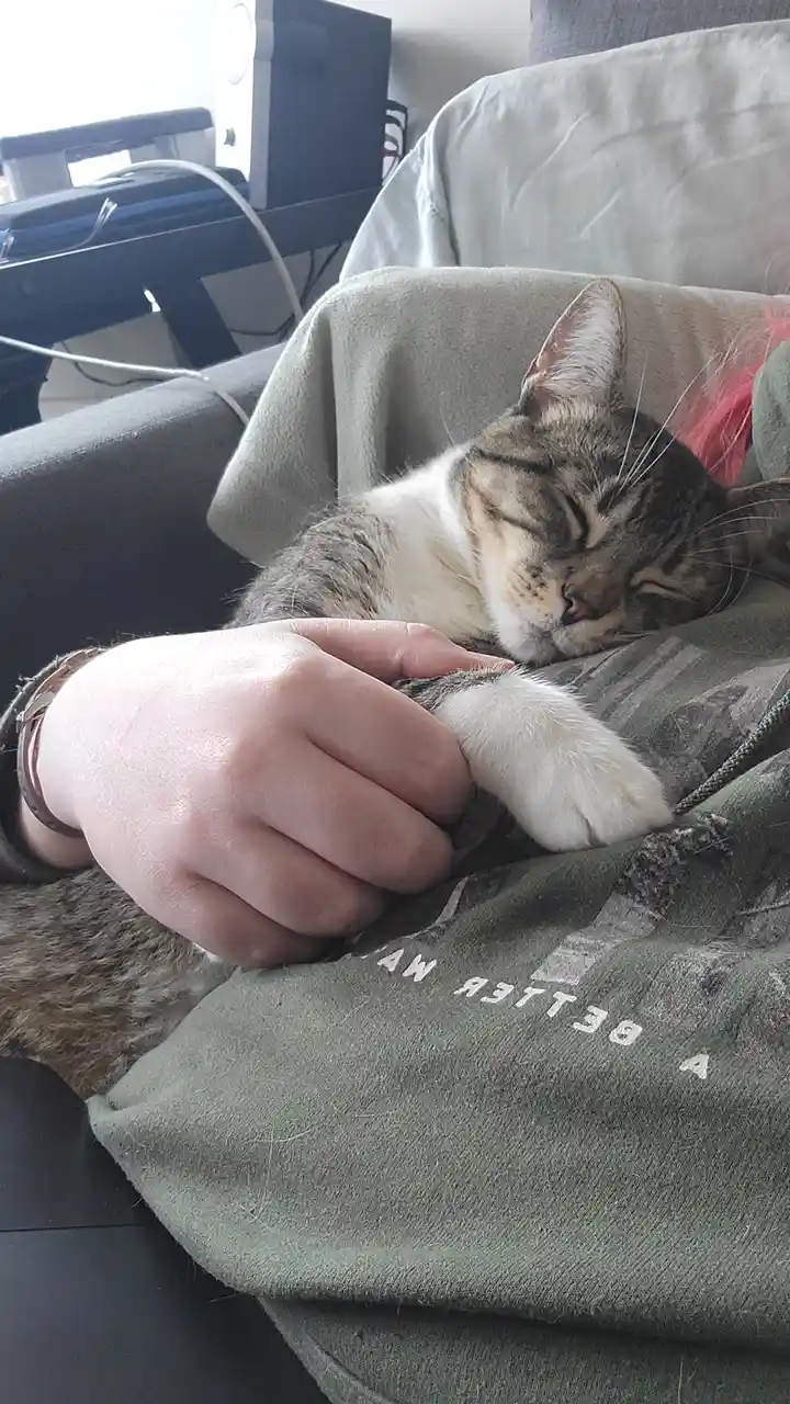 A tabby cat with a white chest and paws is sleeping peacefully on a person's lap, nestled against their olive green hoodie…