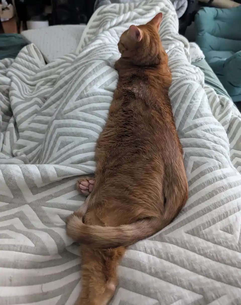 A ginger cat is lying stretched out on its back on a grey and white patterned blanket, appearing relaxed and asleep. The…