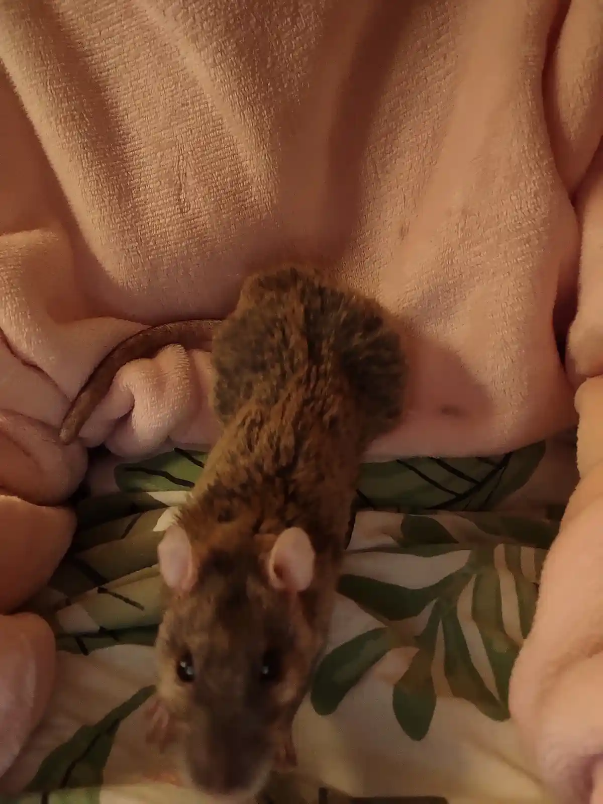 Poppy the Adorable Rat: A Heartwarming Tribute