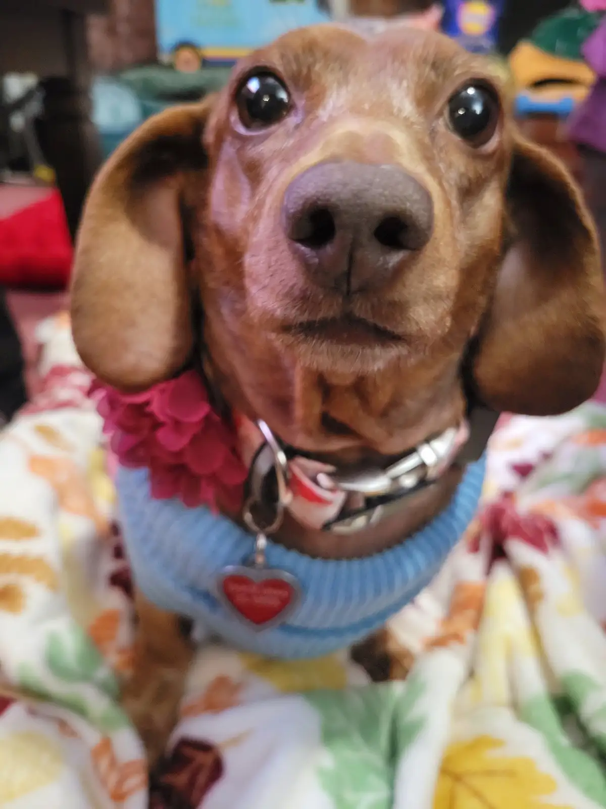 A close-up photo of a brown dachshund with large, expressive eyes, wearing a blue sweater with a red heart tag and a pink…