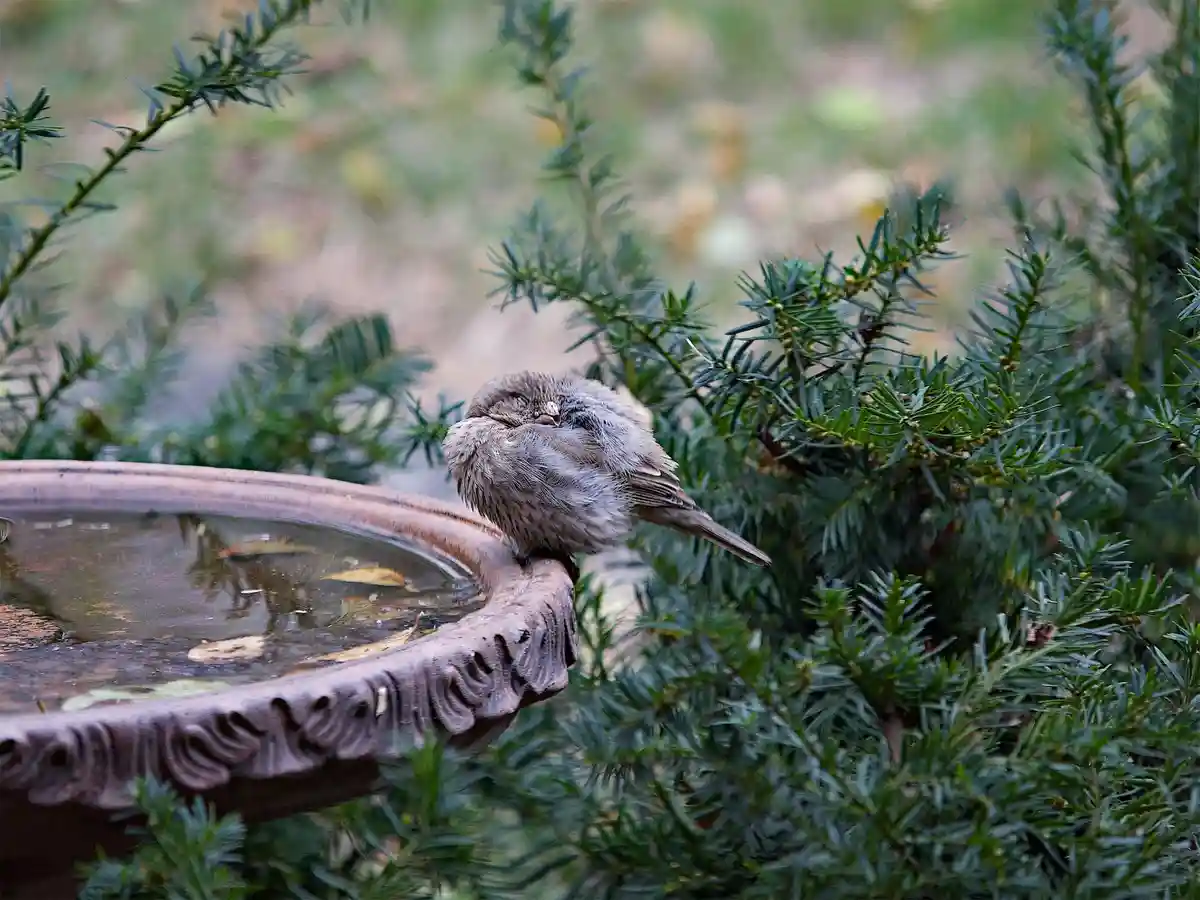 A small brown bird is perched on the edge of a decorative stone birdbath, its eyes closed and feathers puffed up in a…