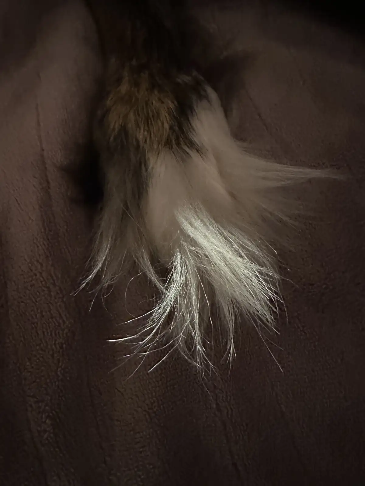 A close-up photo shows a fluffy, multi-toned cat tail with white and brown fur resting on a dark brown textured fabric. The…