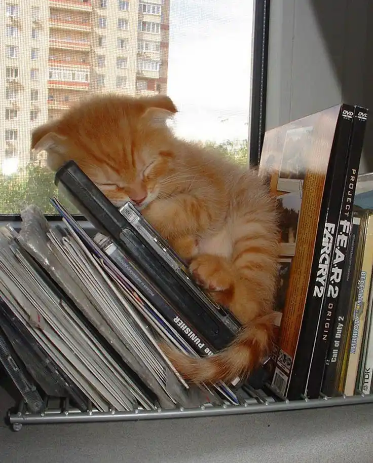 A fluffy orange kitten is curled up asleep inside a metal DVD/CD rack filled with media cases, with a city building visible…