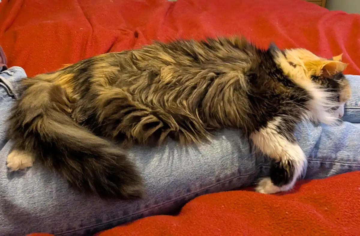 A fluffy calico cat with black, orange, and white fur is curled up and sleeping soundly on a person's denim-clad lap, which…