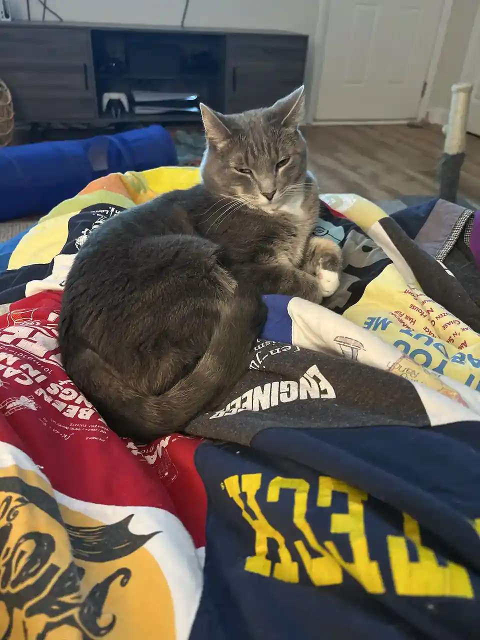 A gray tabby cat with a white chest and paws is curled up on a colorful pile of t-shirts and blankets, looking sleepy and…