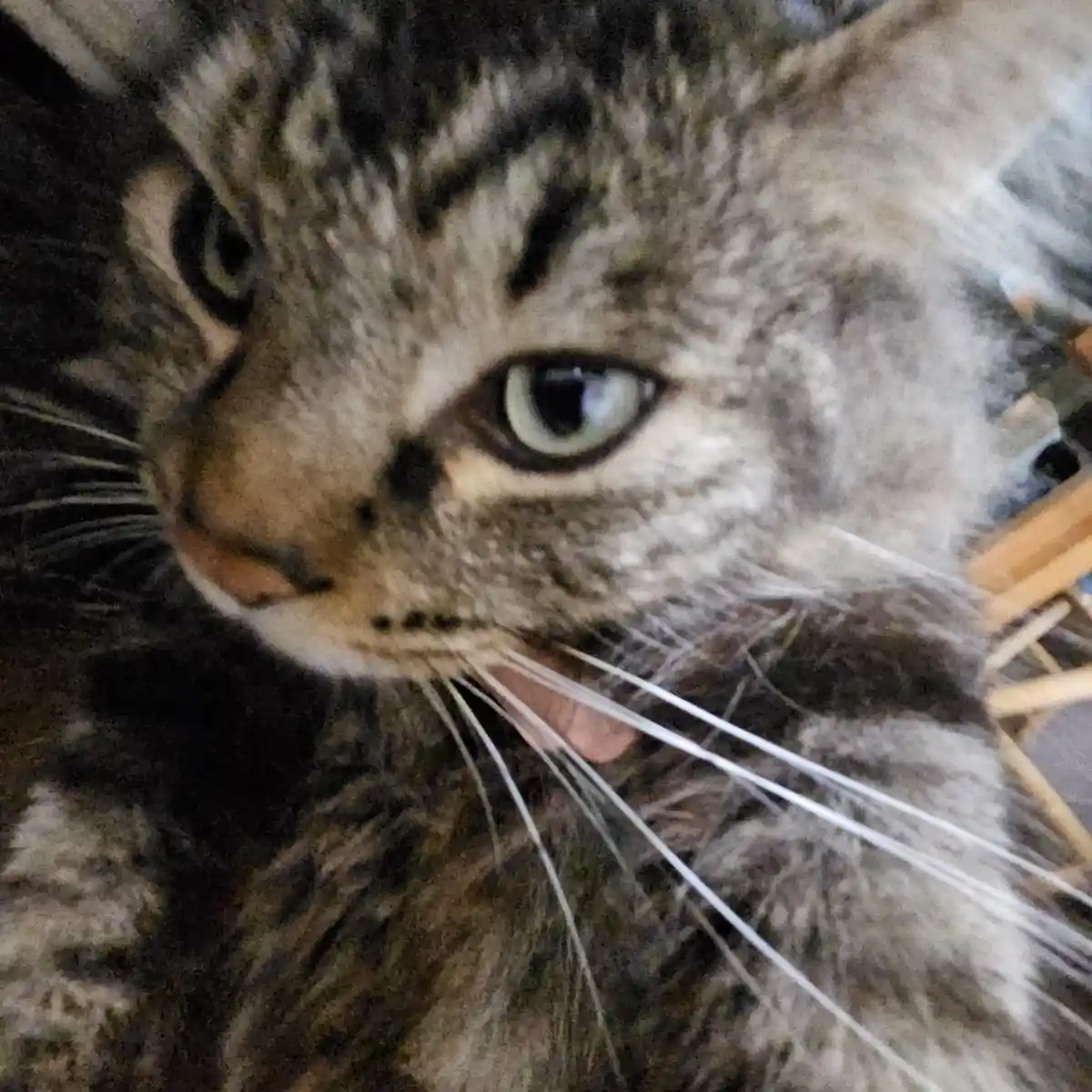 Check out my cat's adorable selfie!