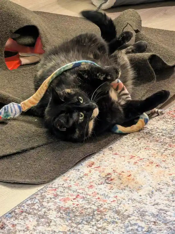 A tortoiseshell cat lies on its back on a grey cat tree, playfully entangled with a colorful plush toy, looking up with wide…