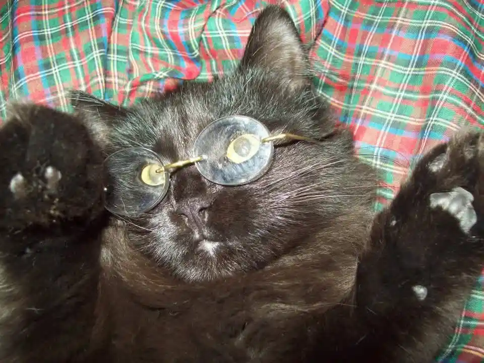 a black cat lying on its back on a red, green, and white plaid blanket with its paws up, wearing round, clear-lensed glasses…