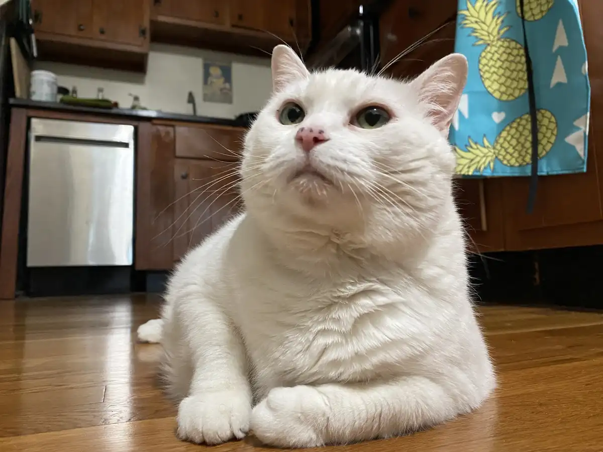 A white cat sits on a wooden floor in a kitchen, looking upward with wide, slightly unimpressed eyes. Behind it, wooden…