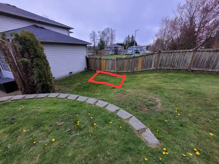 A backyard with green grass, dandelions, and a wooden fence, where a red outline highlights a rectangular patch of grass…