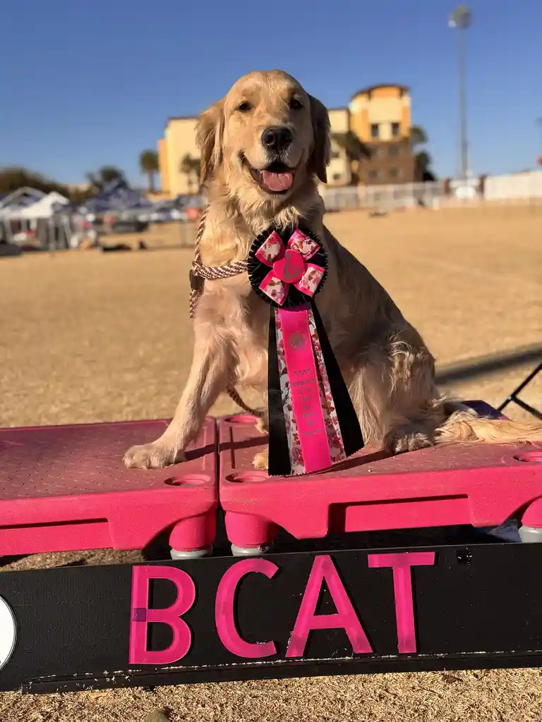 A golden retriever sits proudly on pink plastic steps, wearing a pink and black floral ribbon, with a black sign in front…