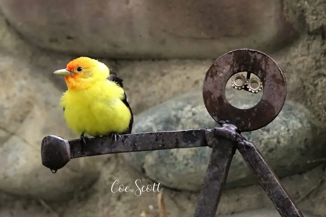 A bright yellow bird with an orange head perches on a rusty metal structure resembling a camera tripod. The camera lens is…
