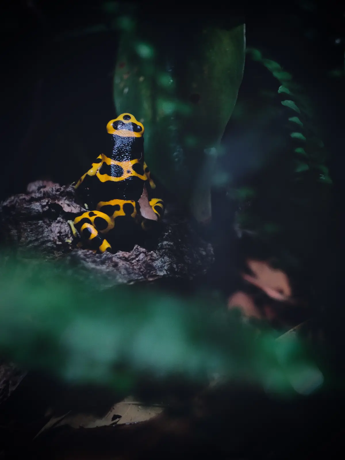 A black and yellow poison dart frog sits on a mossy log in a dark, leafy jungle environment. The frog's bright, contrasting…