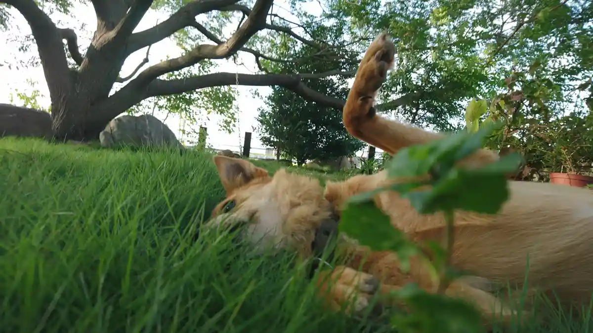 A tan dog lies on its back in lush green grass, one paw raised in the air, appearing very relaxed under a large tree. The…