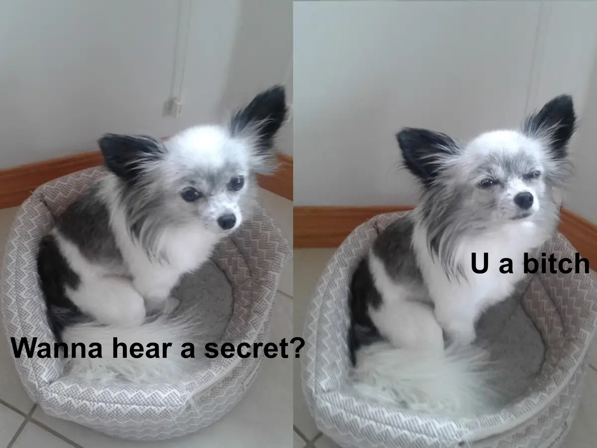 A split image shows a small, fluffy, black-and-white dog in a patterned pet bed. In the left panel, the dog looks directly…