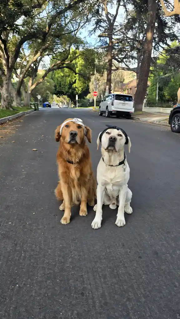 Two dogs, a golden retriever and a yellow lab, sit side-by-side on a residential street, each wearing a bandana. The golden…