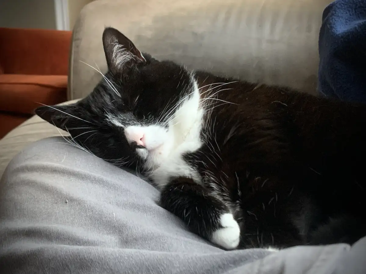 A black and white cat is sleeping peacefully on a person's lap, nestled against gray fabric, with a beige couch and orange…