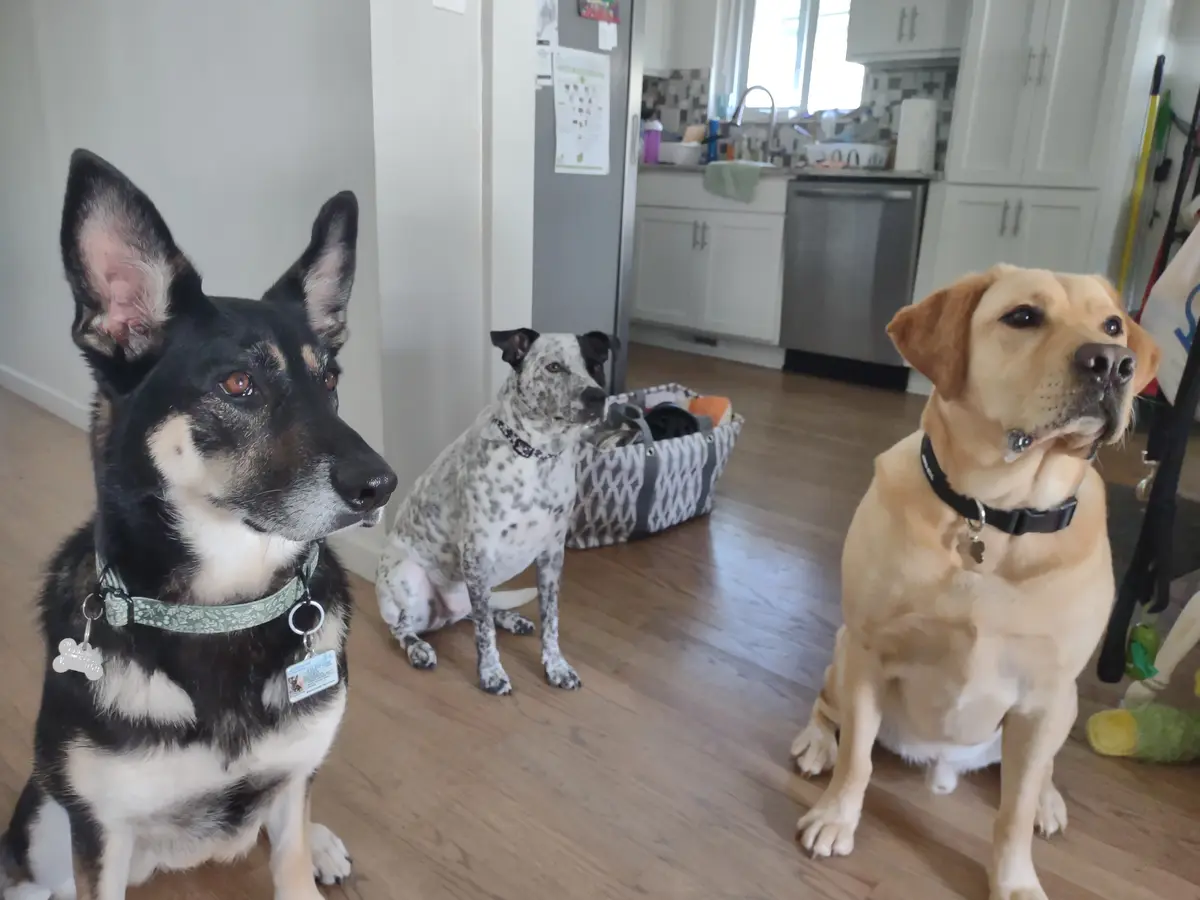 Three dogs sit attentively on a hardwood floor in a kitchen, looking off-camera. The dog on the left is black and tan with…