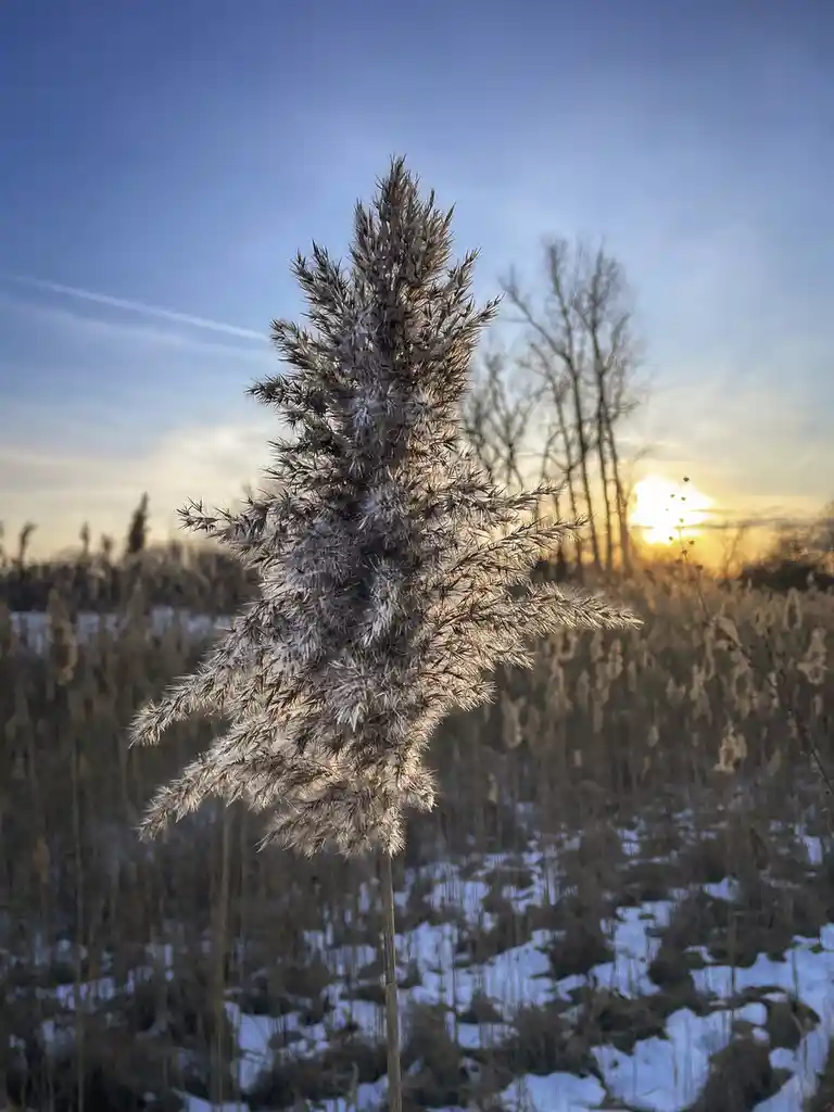 A single, frost-covered reed stands tall in a snowy field at sunset, with the sun glowing behind bare trees. The overlaid…