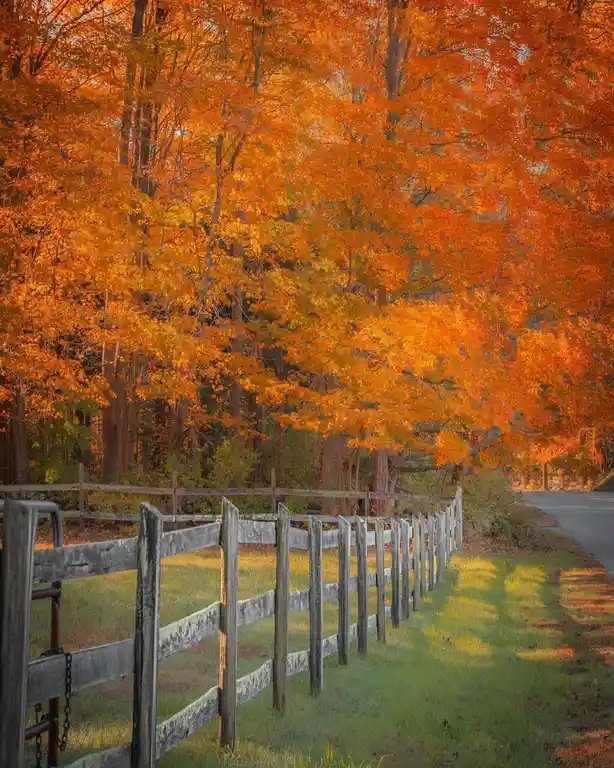 A serene autumn scene shows a weathered wooden fence running alongside a paved road, with vibrant orange and yellow maple…