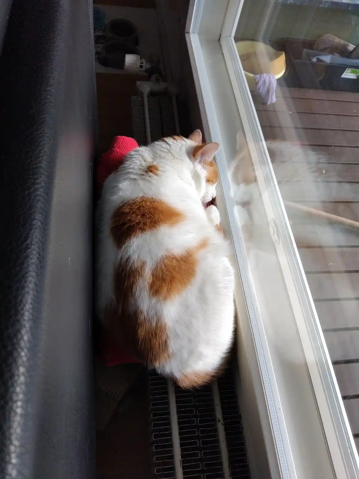 A white and orange cat is curled up sleeping on a radiator next to a window, with its reflection visible in the glass. The…