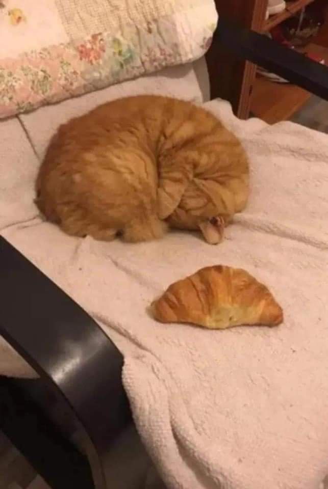A fluffy orange cat is curled up sleeping on a white blanket on a dark wooden chair, with a golden-brown croissant placed…