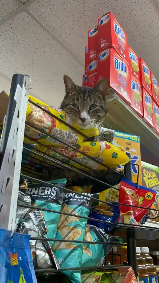The Adorable Bodega Cat Stealing Hearts Everywhere